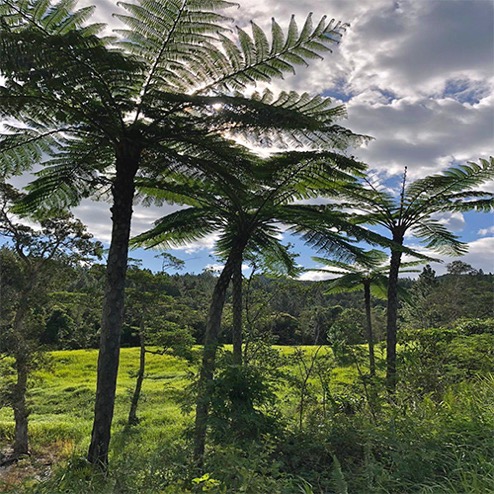 Cyathea intermedia